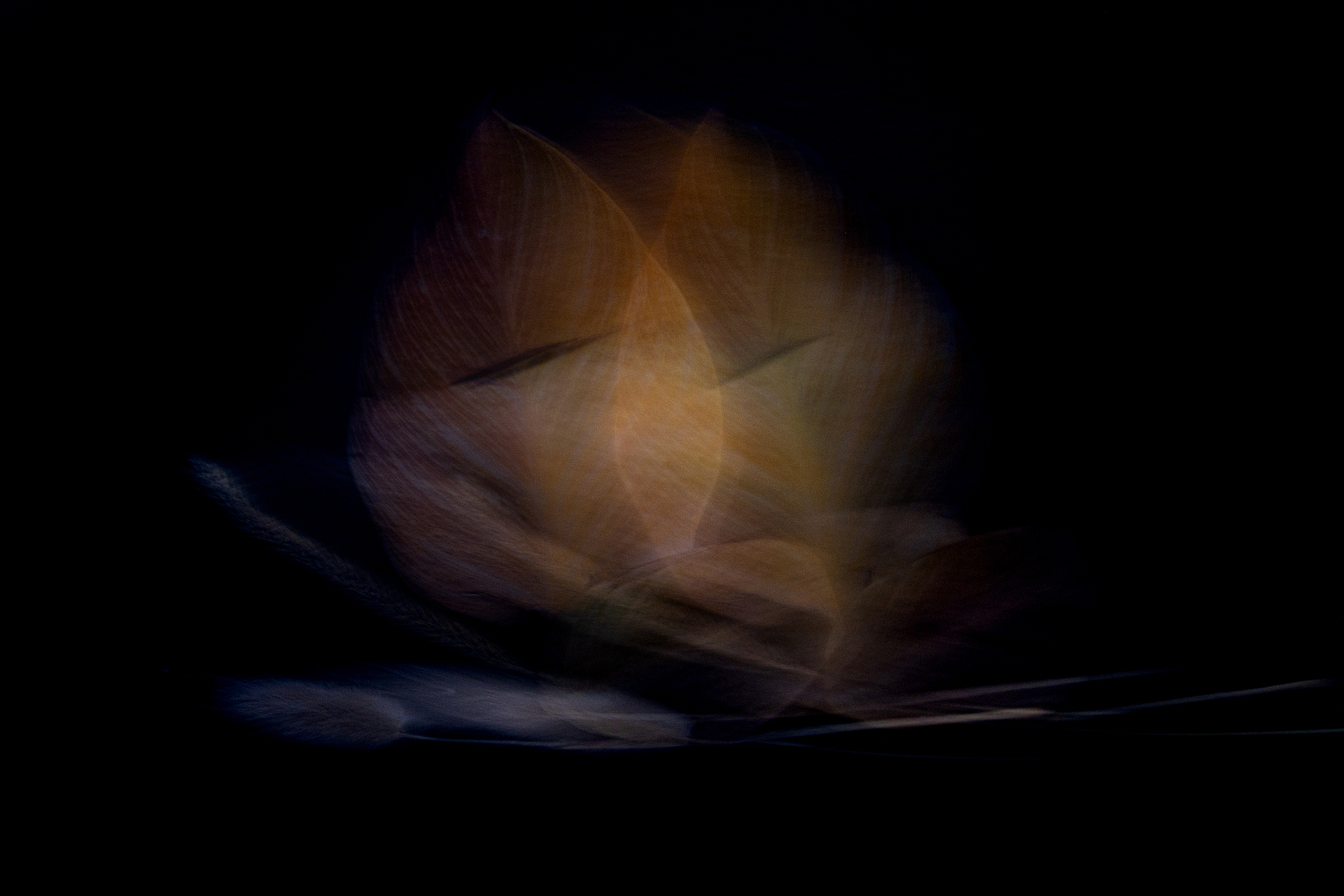 Gouden Bladeren | Abstracte Fotokunst